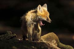 Fuchs - Zum Vergroessern klicken!